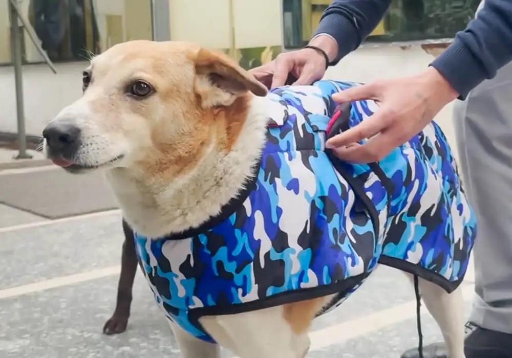Safeguarding Paws This Winter: Bhutani Care’s Vaccination and Jacket Drive